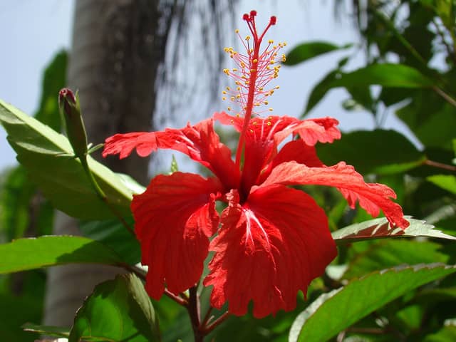 Cuál es la flor nacional de Puerto Rico - Árboles y Flores de Puerto Rico