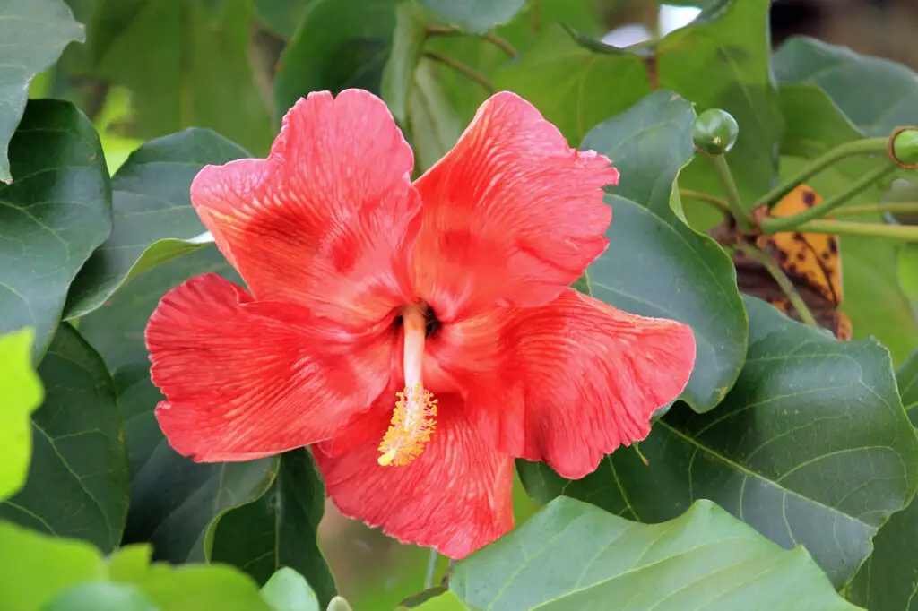 flor de maga Thespesia grandiflora flor nacional de puerto rico PR
