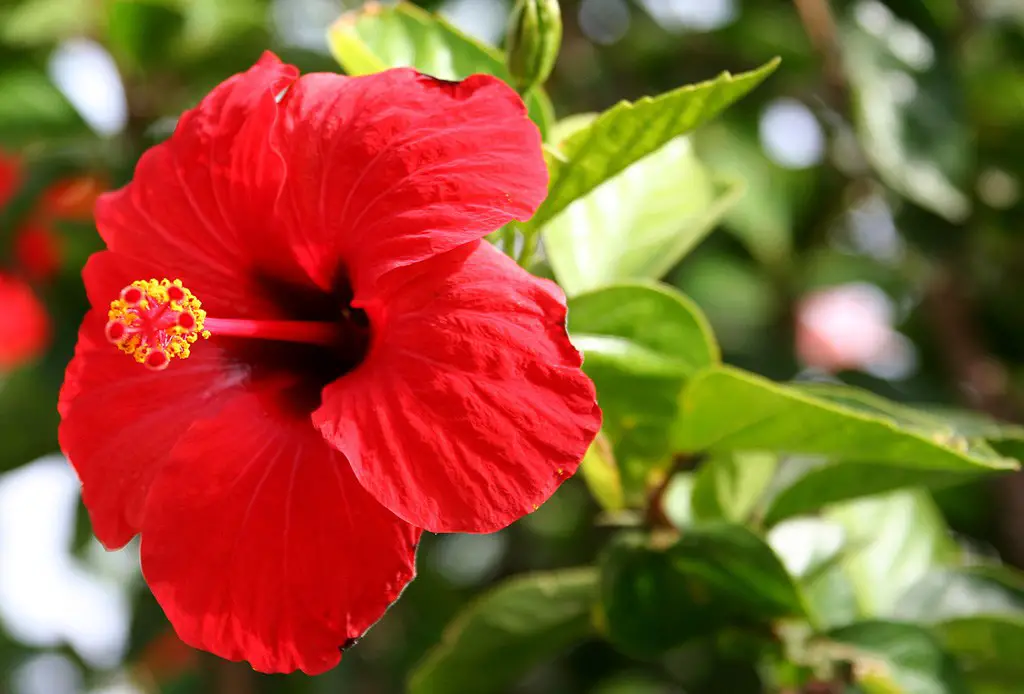 Cuál es la flor nacional de Puerto Rico - Árboles y Flores de Puerto Rico