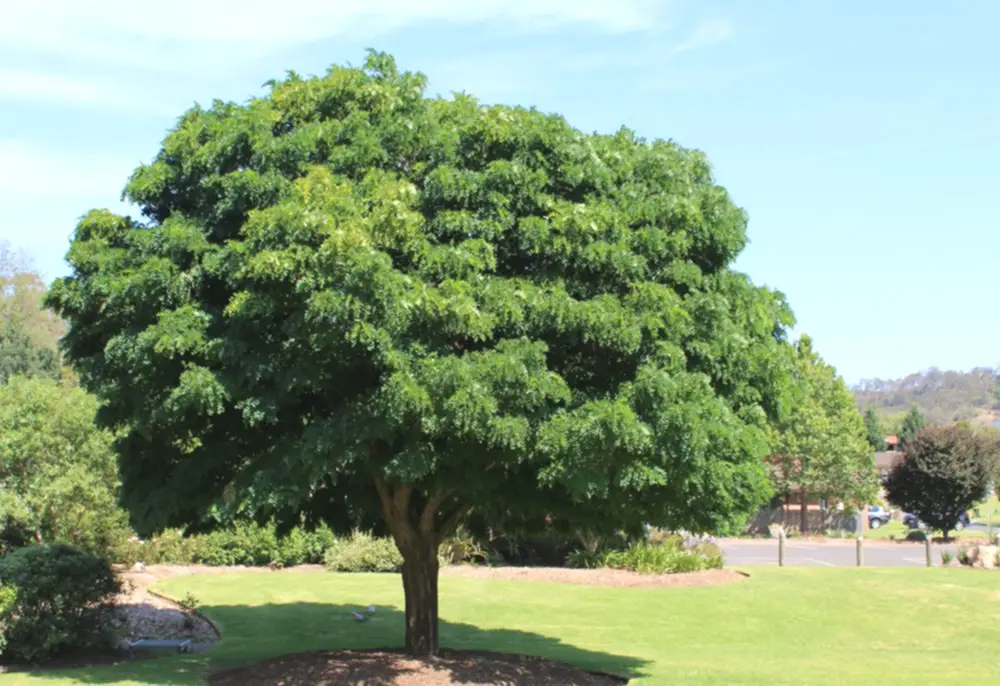 Cómo mantener un árbol saludable y frondoso - Árboles de Puerto Rico