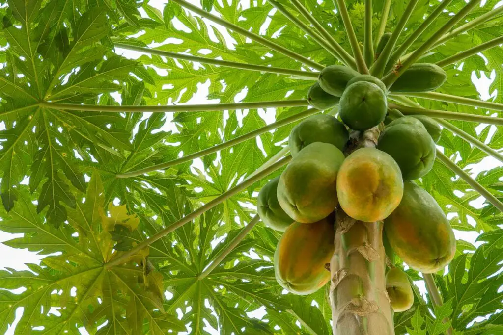 arbol de papaya puerto rico frutal PR