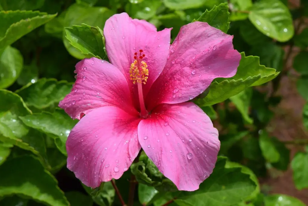 La flor de amapola en Puerto Rico