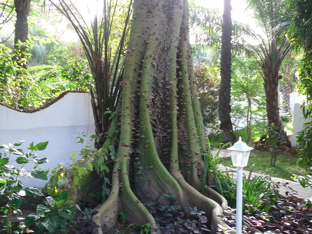 Características del árbol de ceiba - Árboles de Puerto Rico