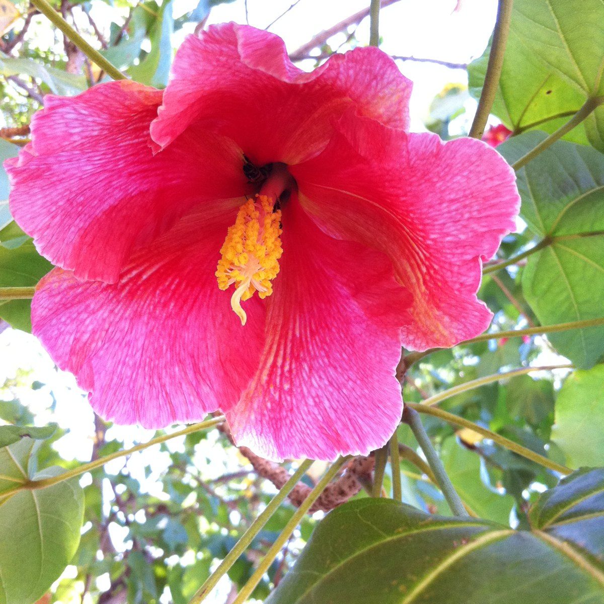 Significado de la flor de maga - Árboles y Flores de Puerto Rico