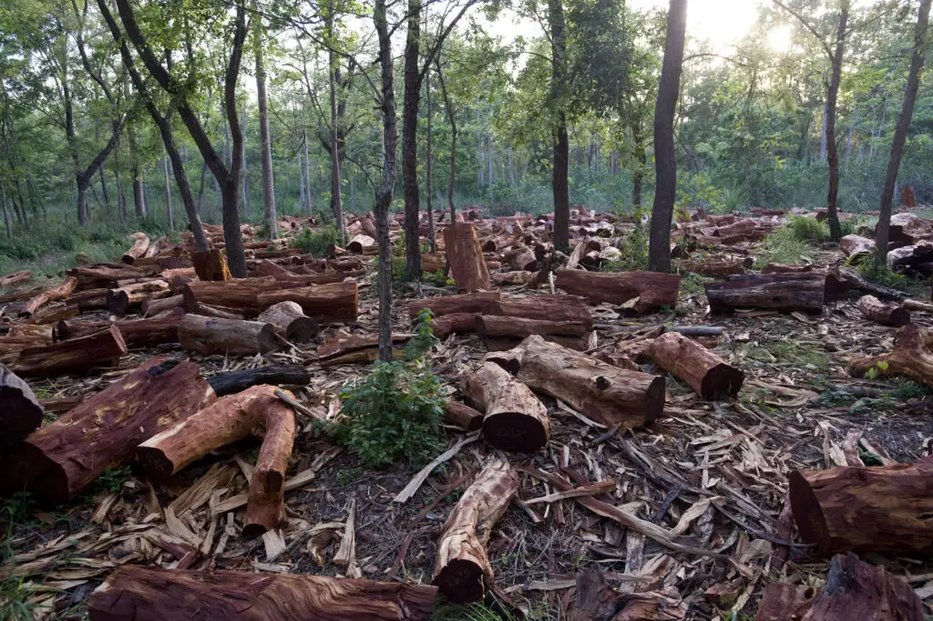 deforestacion en puerto rico PR