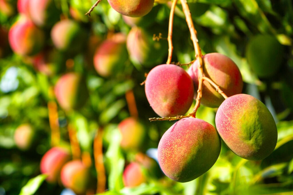 arbol frutal Mango beneficios y como consumirlo