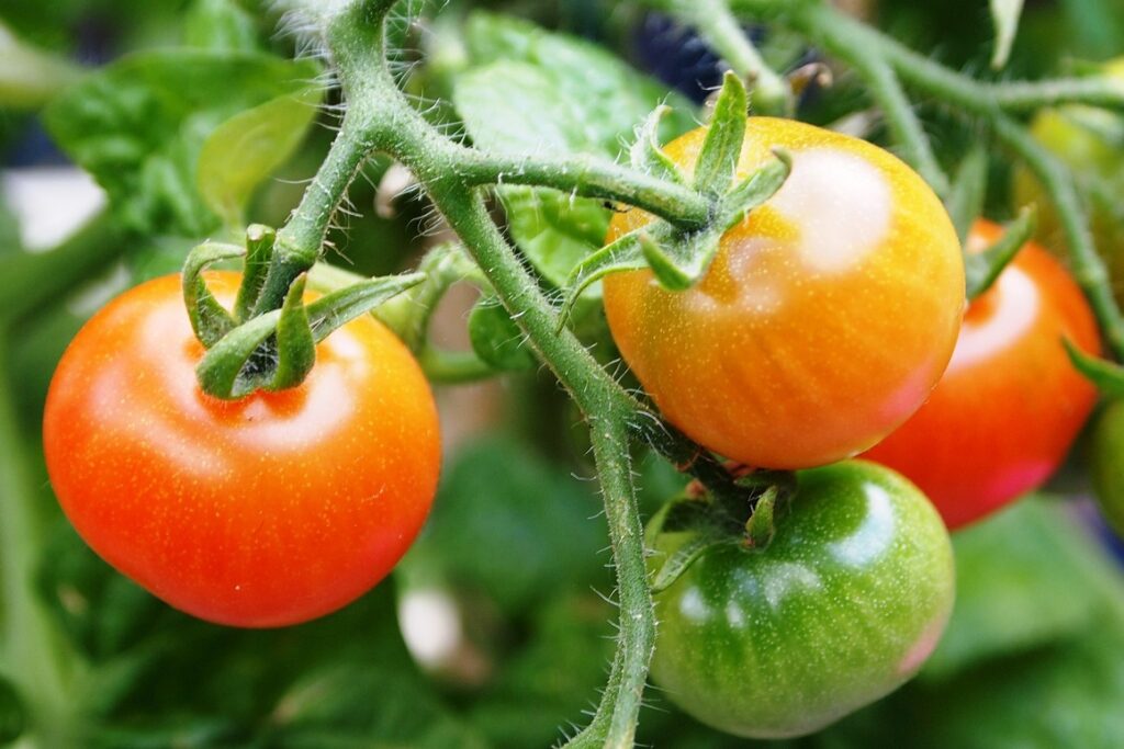 enfermedades del tomate