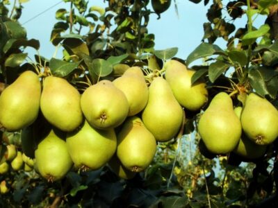 arbol frutal pera