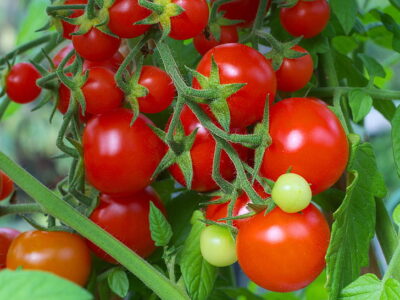 Cuáles son las principales enfermedades de los tomates