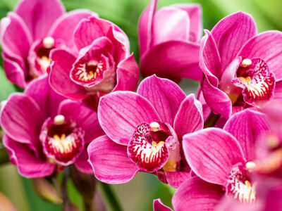 Cómo salvar una orquídea podrida