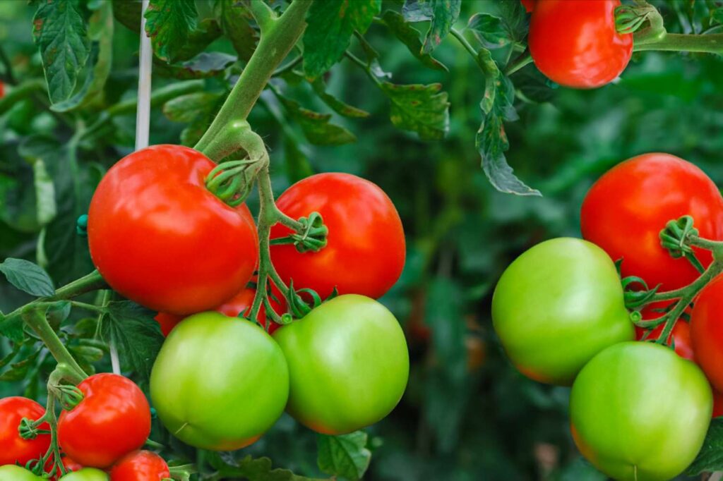 Cuándo sembrar tomates y cómo hacerlo