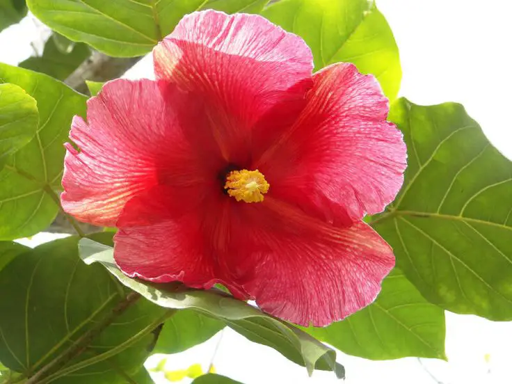 Cuál es la flor nacional de Puerto Rico